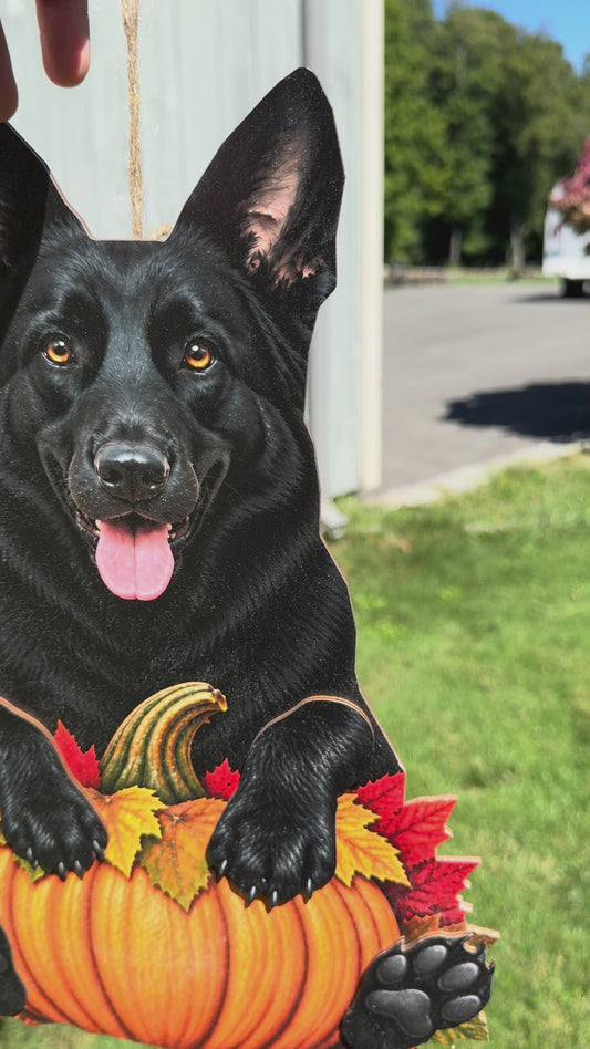 Custom layered German Shepherd with Pumpkin